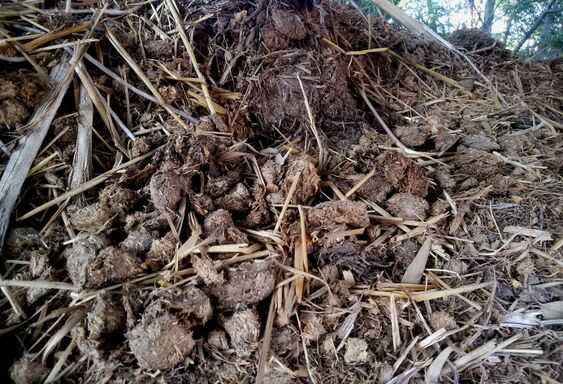 Detritus layers.jpg