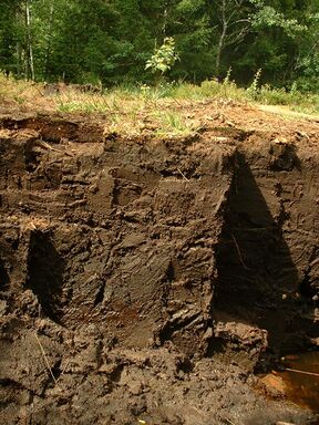 Peat layers.jpg