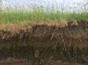Root penetration.jpg